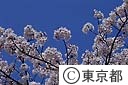 桜　染井吉野の花