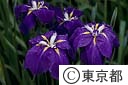 花菖蒲の花