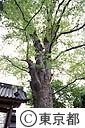 梅岩寺の大ケヤキ