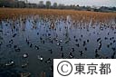 渡り鳥と不忍池