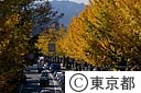 イチョウ並木の黄葉