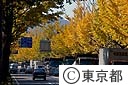 都の木　イチョウ