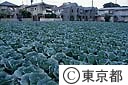 東京キャベツ収穫