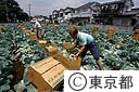 東京キャベツの収穫