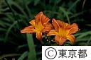 ヤブカンゾウの花