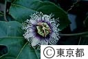 パッションフルーツの花