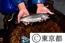 三倍体ヤマメ（奥多摩やまめ）