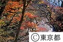 日原川の紅葉