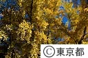 都の木イチョウ