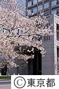 都庁舎と桜