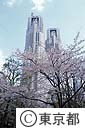 都庁舎と桜