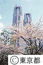 都庁舎と桜