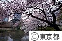 小石川後楽園の桜