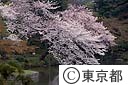 小石川後楽園の桜