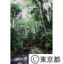 新緑の等々力渓谷
