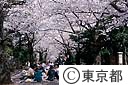 青山墓地の桜