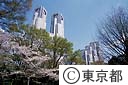 都庁舎と桜