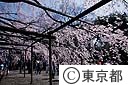 六義園・桜