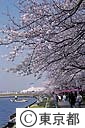 隅田公園の桜