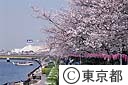 隅田公園の桜