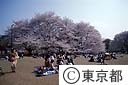 砧公園の桜