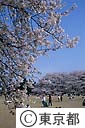 砧公園の桜