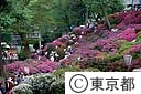 根津神社のつつじ