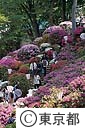 根津神社のつつじ