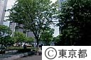 新宿西口ビル街と緑