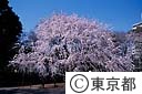 六義園のしだれ桜