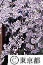 六義園のしだれ桜