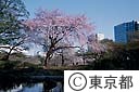 小石川後楽園の桜