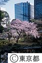 小石川後楽園の桜