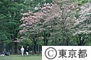 代々木公園