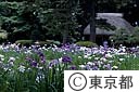 小石川後楽園の菖蒲