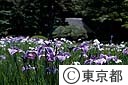 小石川後楽園の菖蒲