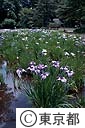 小石川後楽園の菖蒲