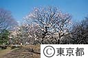 小金井公園の梅園