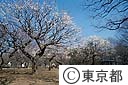 小金井公園の梅園
