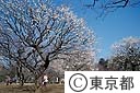 小金井公園の梅園
