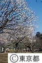 小金井公園の梅園