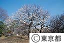 小金井公園の梅園