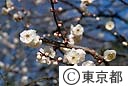 小金井公園の梅園