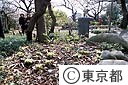 向島百花園のふきのとう