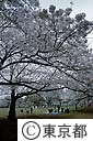 代々木公園の桜