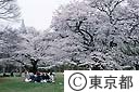 代々木公園の桜