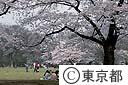 代々木公園の桜