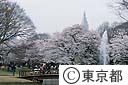 代々木公園の桜