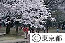 代々木公園の桜