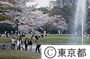 代々木公園の桜